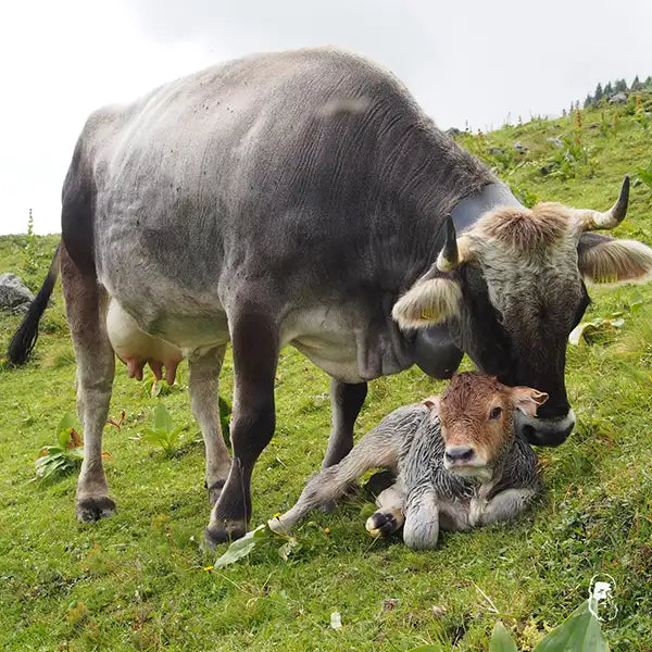 alpahirt produkte bio vivo trockenfleisch